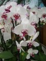 x_Szlovenia-orchideafarm (16)